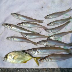 猛暑の志筑でキス狙い