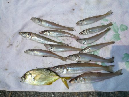 猛暑の志筑でキス狙い