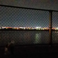 貝塚人工島プール周りでサッパ大漁！！