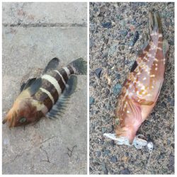 アオリイカ新子調査