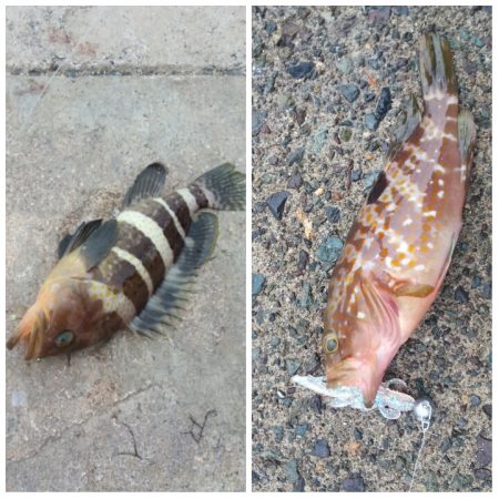 アオリイカ新子調査