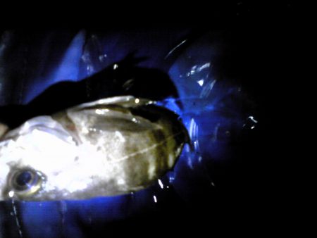 雨の後の中島埠頭