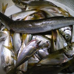 雨の中、なんとか釣れました。