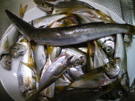 雨の中、なんとか釣れました。