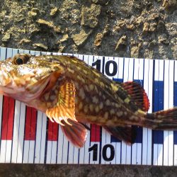 ガッシーが遊んでくれました。