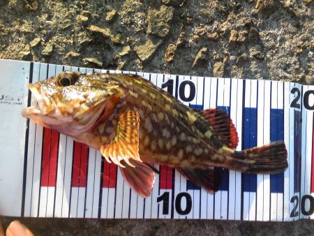 ガッシーが遊んでくれました。