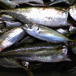 タチウオ狙いも、釣れず…。