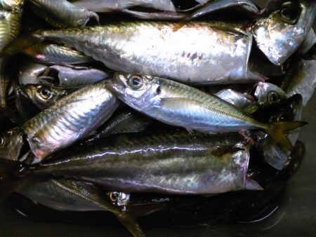 タチウオ狙いも、釣れず…。