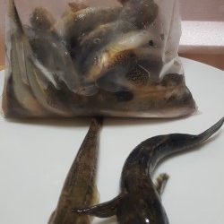 武庫川ハゼ釣りレポート2015①