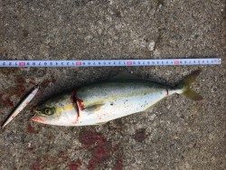 ツバスゲット！