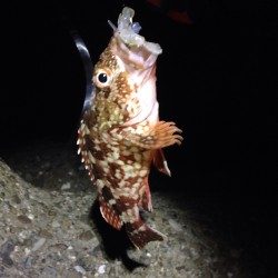 のんびりガシリング。