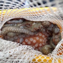 2匹目のドジョウのはずが？