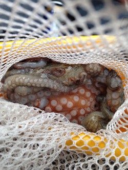 2匹目のドジョウのはずが？