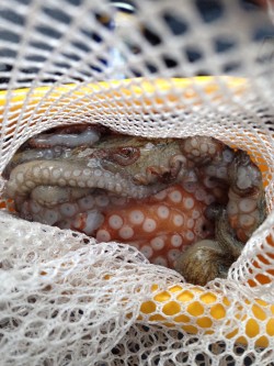 2匹目のドジョウのはずが？