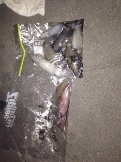 今年初ケンサキイカ