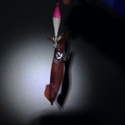 ケンサキイカ釣れてます！