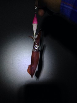 ケンサキイカ釣れてます！