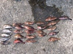 またまたロックフィッシュ‼︎