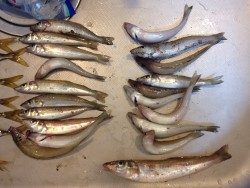 ターゲットを狙い撃ち！