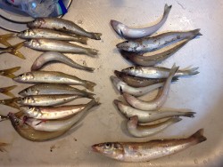 ターゲットを狙い撃ち！