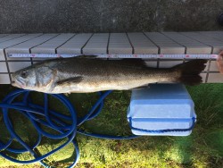蛸釣りからのまるまる太ったシーバス(･･;…