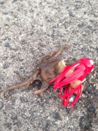 かもめ大橋にて