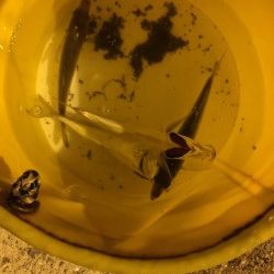 夏バテアジング