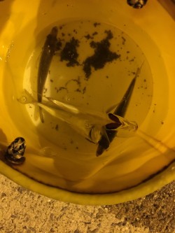 夏バテアジング