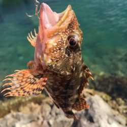 日中ライトゲーム