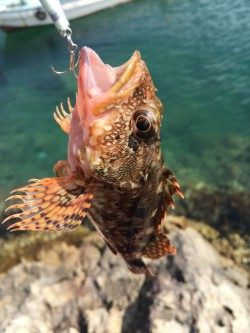 日中ライトゲーム