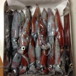 「ねぇ、僕にもできたよー！」