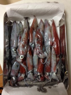 「ねぇ、僕にもできたよー！」