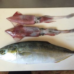 ケンサキイカ、ツバス釣れました‼️