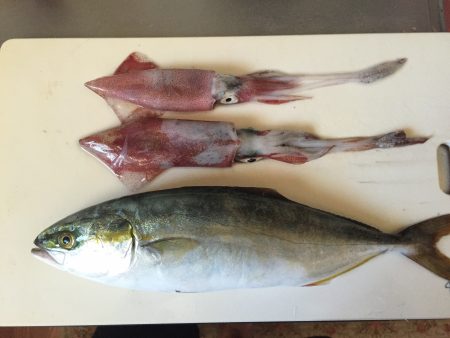 ケンサキイカ、ツバス釣れました‼️