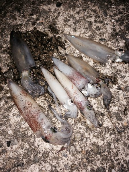 地元ケンサキイカ