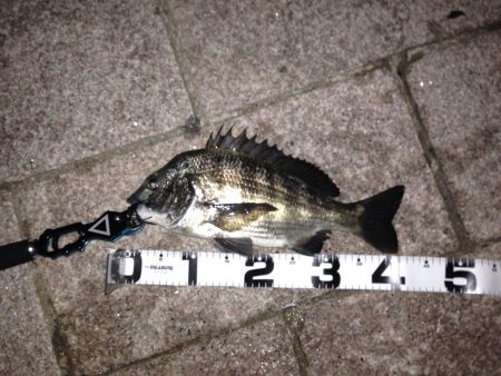 ボトムをコロコロ