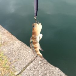 新子がたくさん！