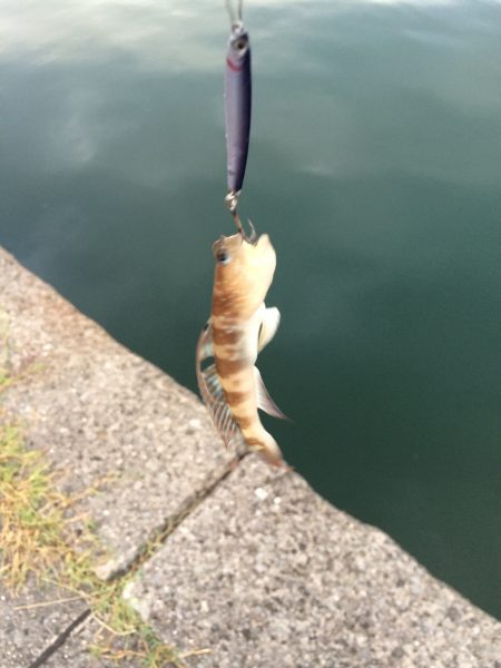 新子がたくさん！