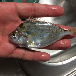 サビキで小アジ13匹と〈？〉な魚1匹