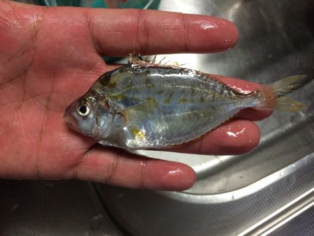 サビキで小アジ13匹と〈？〉な魚1匹