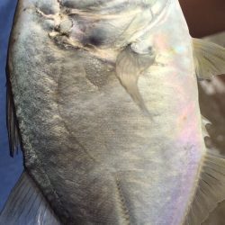 メッキ調査第3弾