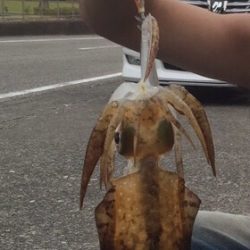 アオリイカゲット