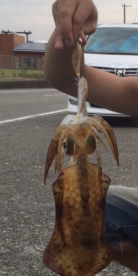 アオリイカゲット