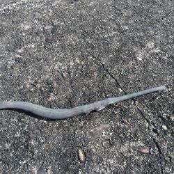 マイクロジギング、アジング