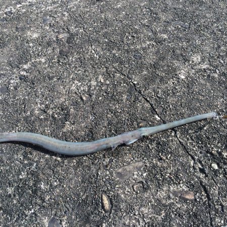 マイクロジギング、アジング