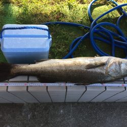 蛸釣りからのまるまる太ったシーバス(･･;)