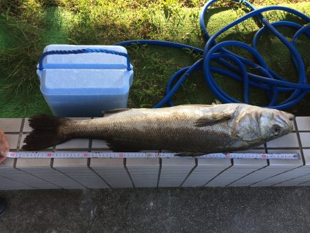 蛸釣りからのまるまる太ったシーバス(･･;)