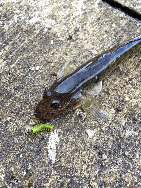 メッキ調査第４弾