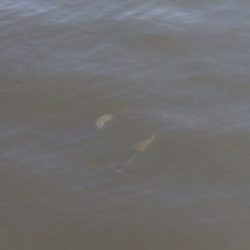 新波止でアコウ‼︎