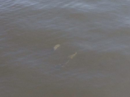 新波止でアコウ‼︎